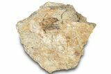 Dinosaur (Triceratops) Frill Shield Section - Montana #312239-1